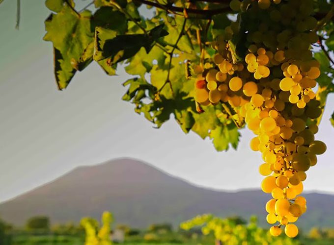 Culture & Volcanic Grapes in the Shadow of Vesuvius – 5 Days